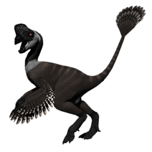 Uncommon Canadian Oviraptor